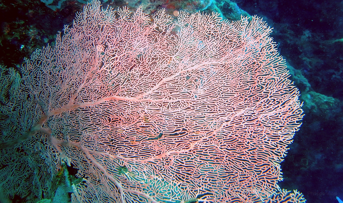 IMG_0176rf_Maldives_Madoogali_Plongee 1_House reef_Gorgone_Subergorgia mollis.jpg